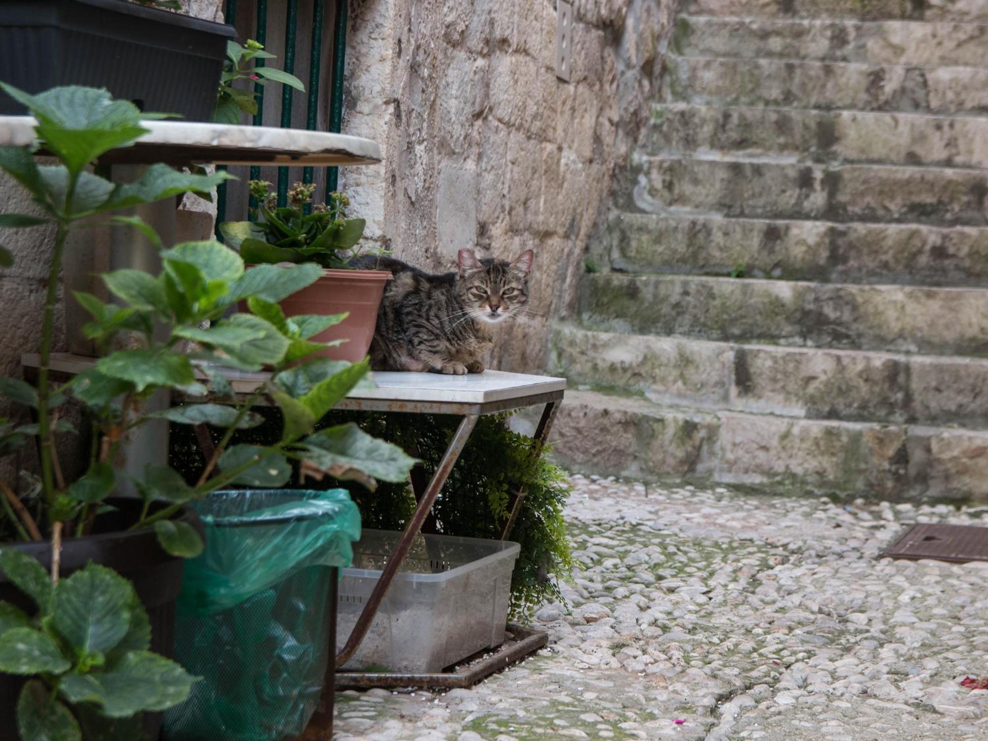 Belissima Ella Lägenhet Dubrovnik Exteriör bild
